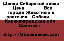 Щенки Сибирской хаски › Цена ­ 18 000 - Все города Животные и растения » Собаки   . Калининградская обл.,Советск г.